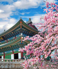 Cherry Blossoms In Spring, Seoul In Korea.