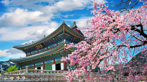 Cherry Blossoms In Spring, Seoul In Korea. Cherry Blossoms In Spring, Seoul In Korea.